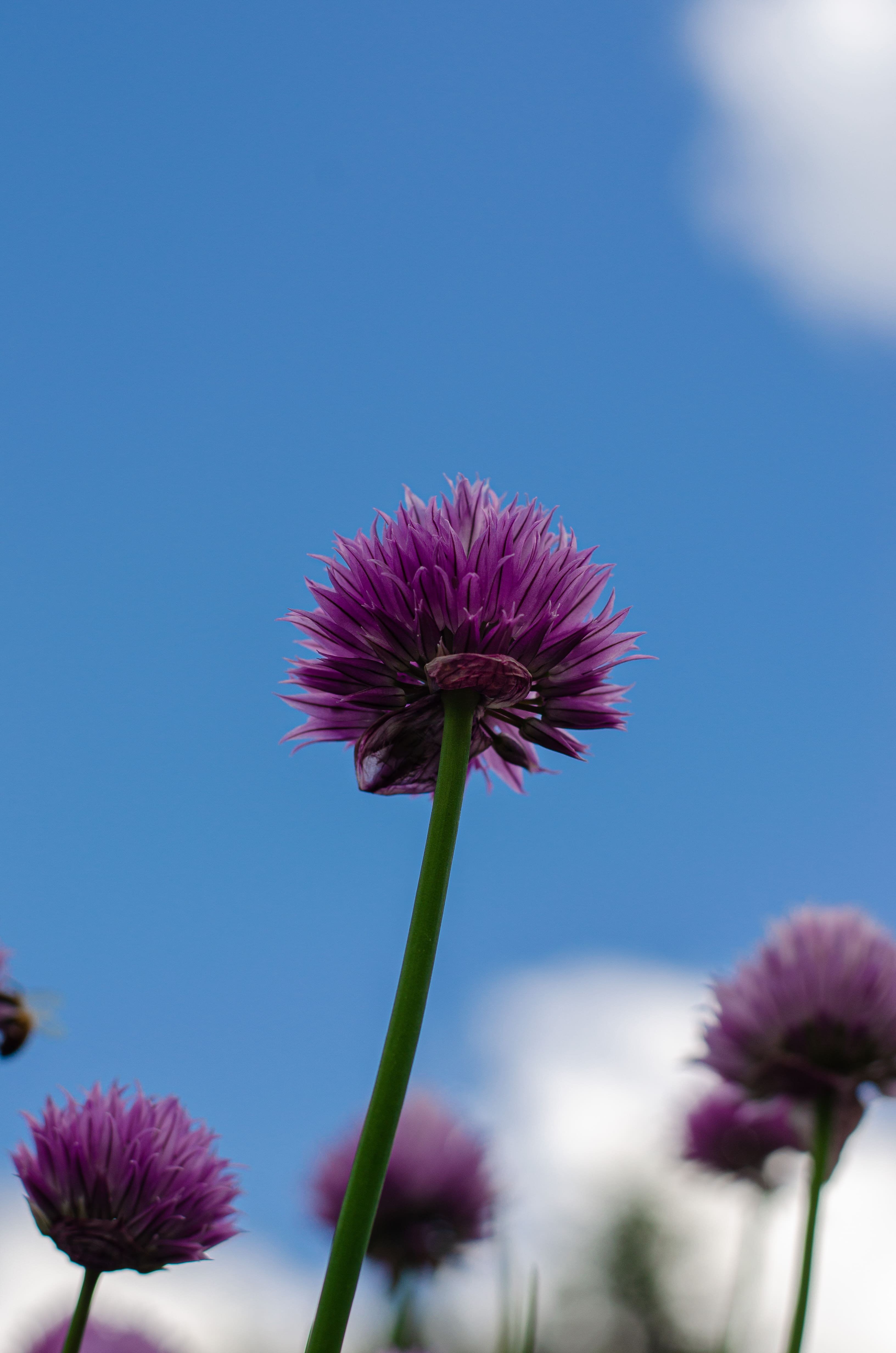 chives project
